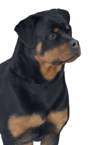 Haase Rottweiler